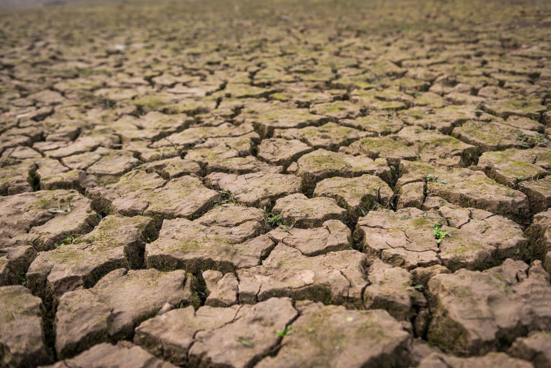 Las sequías provocadas por el cambio climático amenazan la capacidad de los pastizales para