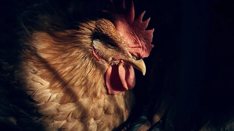 Primera víctima humana por gripe aviar H5N5 en Estados Unidos