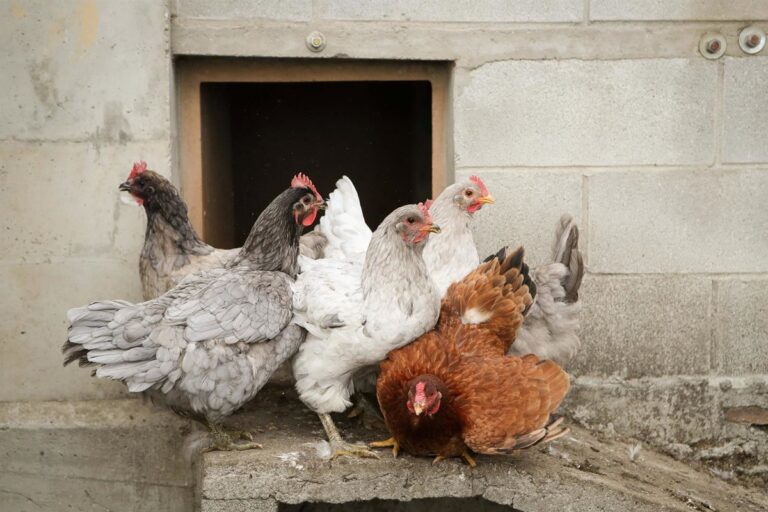 El gobierno extiende el confinamiento de aves de granja en toda España por brote de gripe aviar