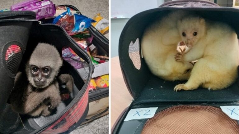 Desarticulada la trama delictiva que opera en la fauna silvestre.