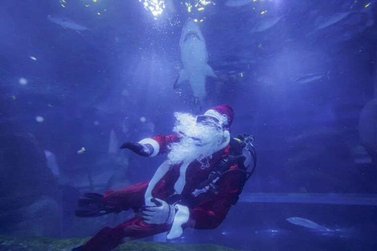 Papá Noel festeja la Navidad en Brasil, rodeado de tiburones en un curioso encuentro marítimo