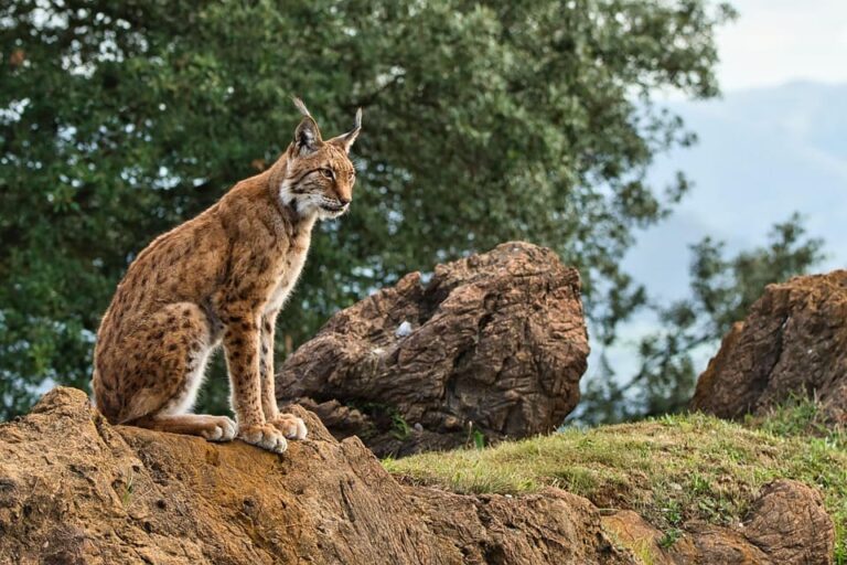 Avances en la conservación del lince ibérico gracias a embriones creados en laboratorio