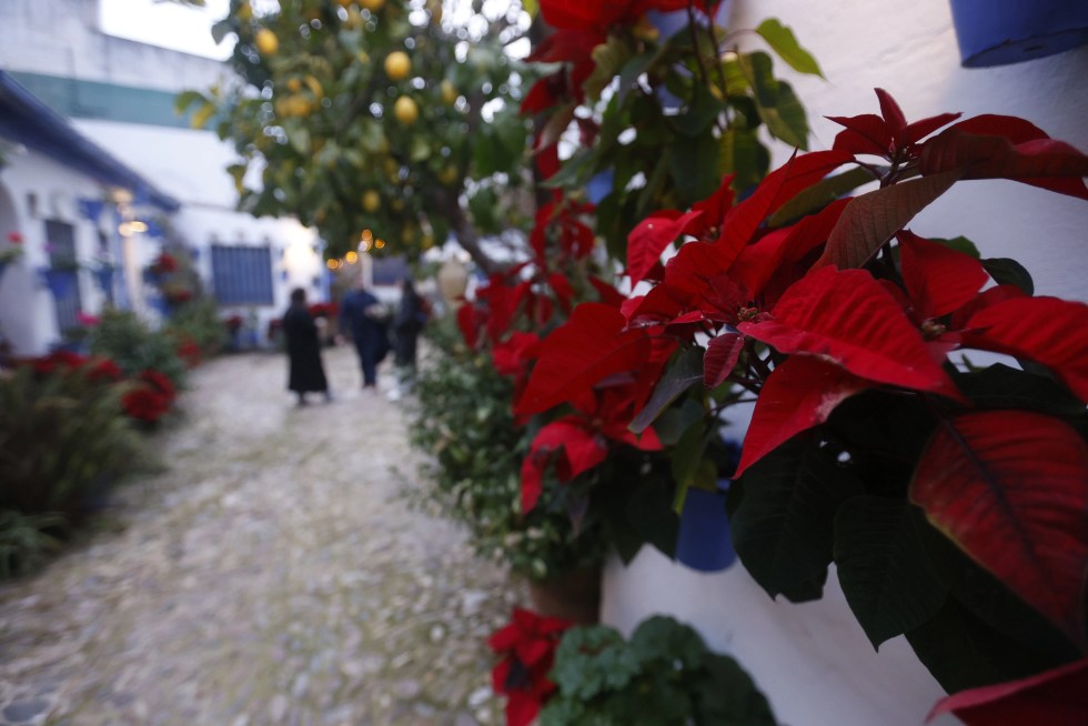 Patios C&oacute;rdoba Navidad