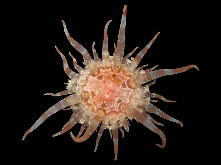 Cient&iacute;ficos del Museo Americano de Historia Natural descubren 70 nuevas especies en 2025
