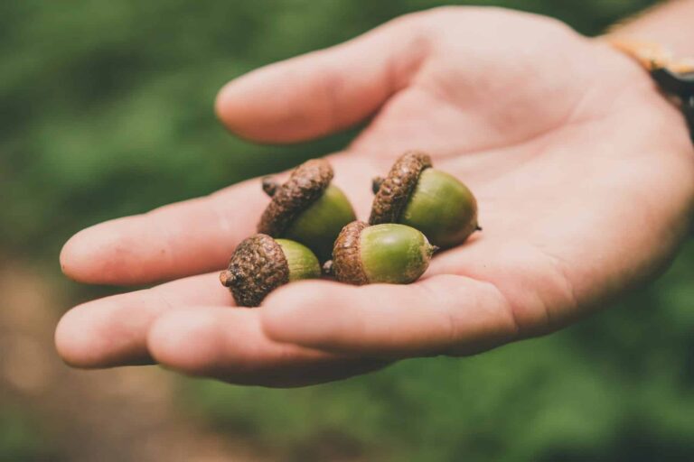 Investigadores buscan la bellota ideal para el consumo humano, un superalimento con gran potencial