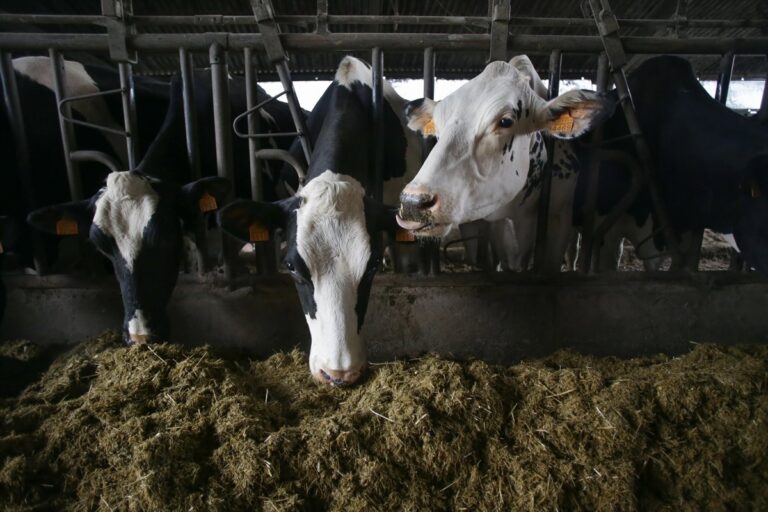 China aplica aranceles temporales de hasta el 42,7% a productos lácteos de la Unión Europea