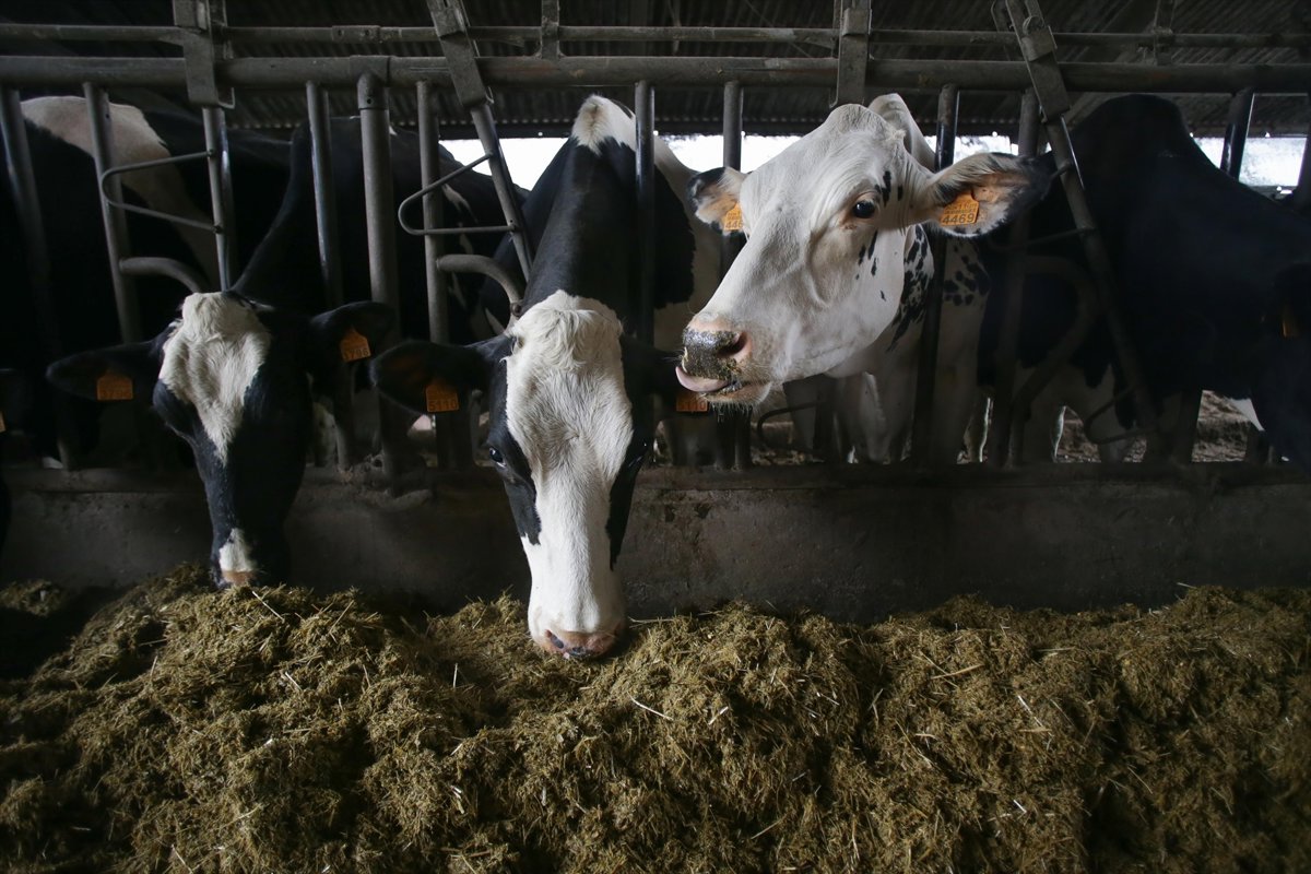 China aplica aranceles temporales de hasta el 42,7% a productos lácteos de la Unión Europea