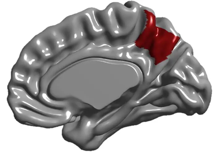 La estructura cerebral responsable de la percepción corporal, la consciencia y la memoria se forma