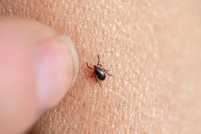 Identifican un método para detectar la enfermedad de Lyme antes de que se manifiesten los síntomas
