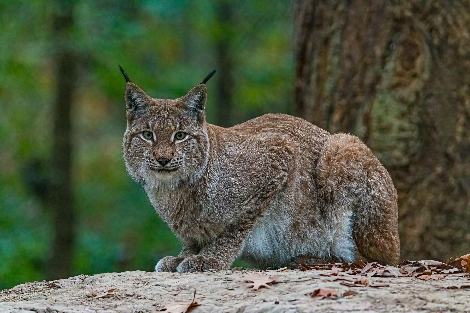Aumenta la preocupación por la reintroducción del lince ibérico en Castilla y León tras otra