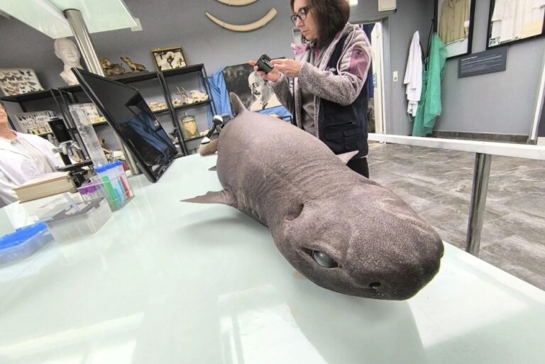 La aparición de un tiburón foca en playa asturiana despierta gran interés científico en la red