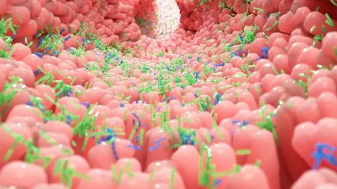Restaurar bacterias jóvenes podría ser clave en el tratamiento de la disfunción intestinal por