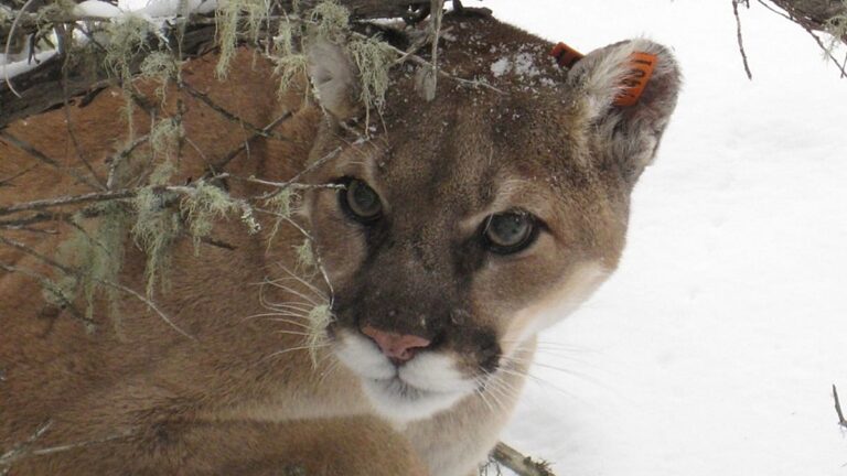 puma salvaje avistado en bosques polacos, se aconseja precaución a los excursionistas y residentes
