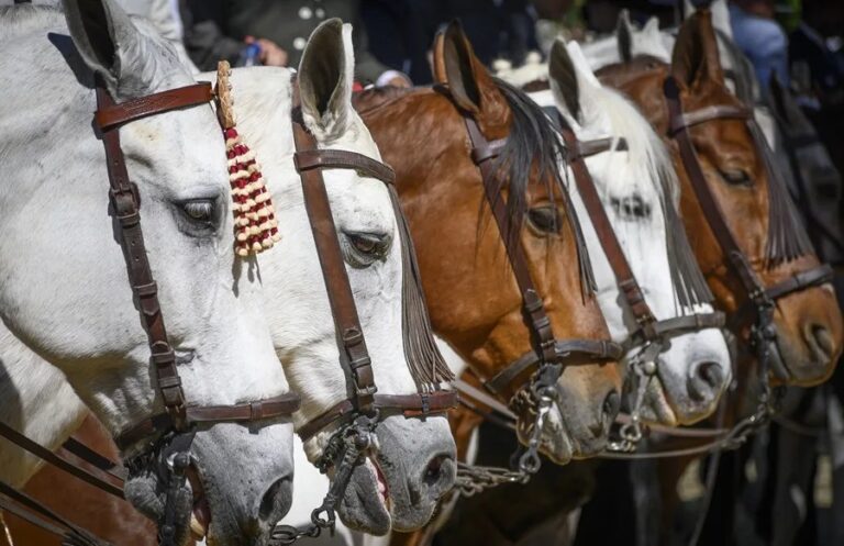 Revelan que los caballos relinchan silbando al mismo tiempo que 'cantan' y esperan más