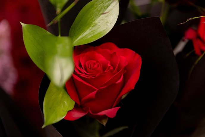 Archivo - Rosa roja, en una floristería a 14 de febrero de 2024, en Madrid (España). El Día de San Valentín es una festividad de origen católico que es considerada socialmente como el día de los enamorados. Se celebra anualmente el 14 de febrero y se rela