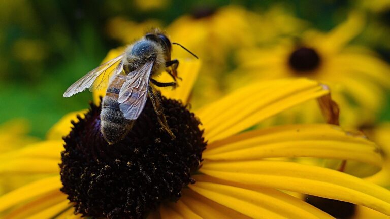 La abeja negra de Cantabria promueve la apicultura en España ante la mortalidad de colmenas