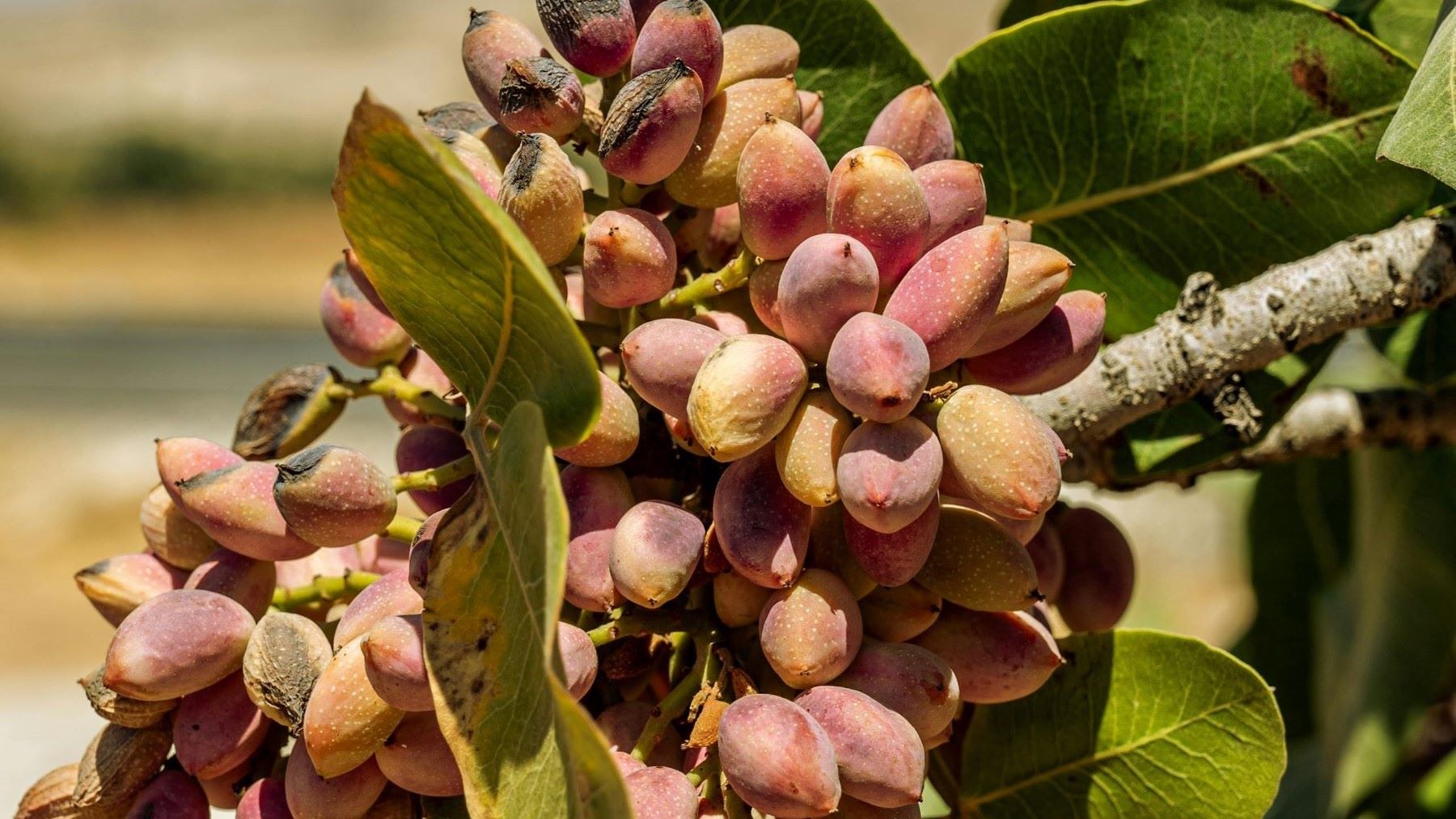 Adiman analiza la absorción de CO2 en cultivos de pistacho para promover la economía verde