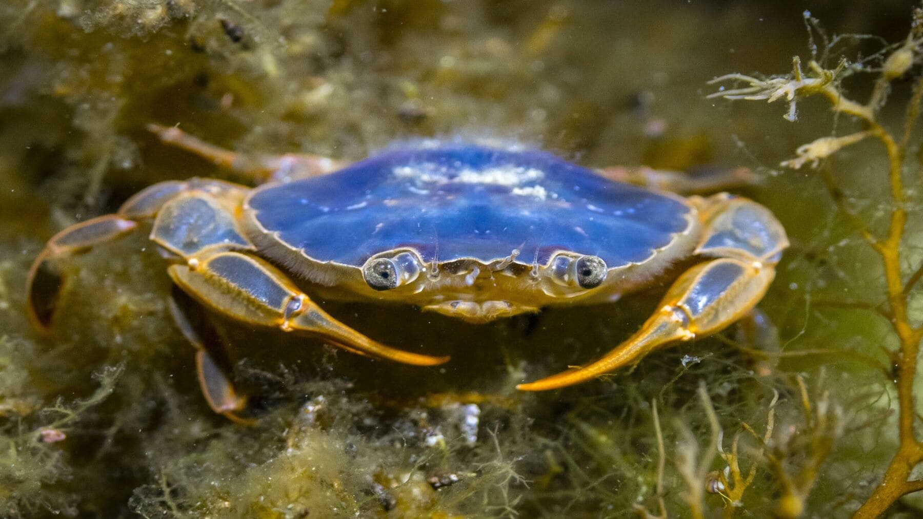 Cangrejos patudos invaden las playas de las islas Cíes en un hecho sorprendente