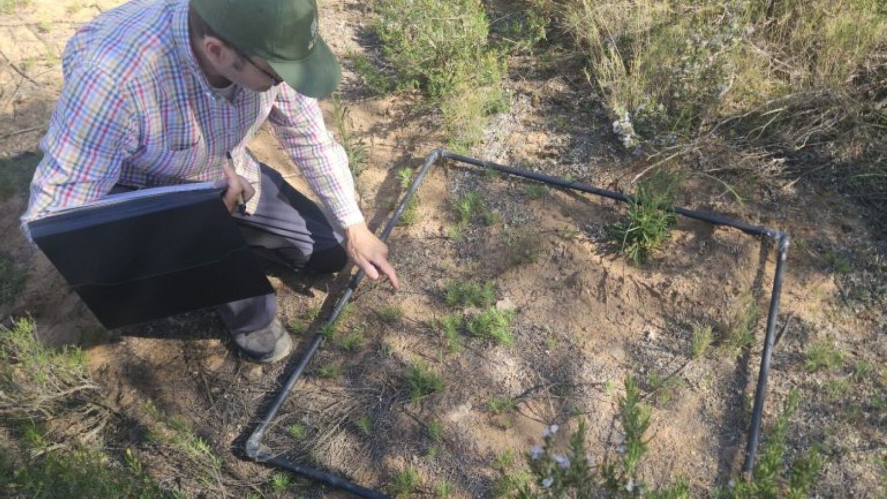 La llegada de Ammochloa palaestina en Murcia resalta la importancia ecológica del Altiplano