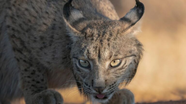 Aragón da la bienvenida a nuevos linces ibéricos para su reintroducción en el valle del Ebro