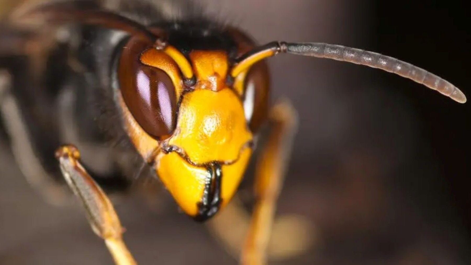 El avispa asiática en España no ha incrementado la mortalidad por picaduras, según estudio