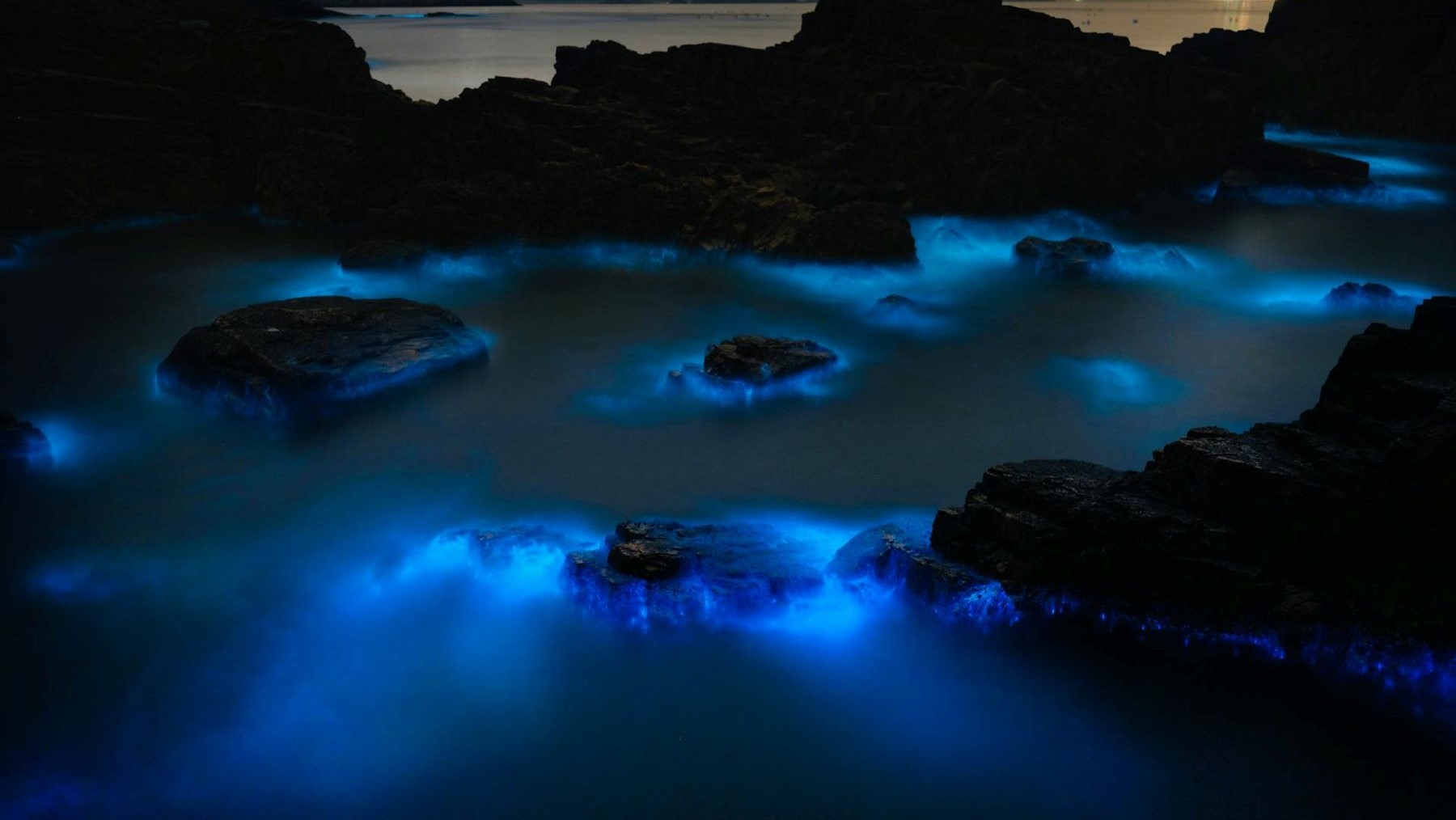 la bioluminiscencia marina amenazada por el cambio climático