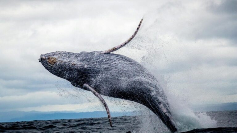 Ballena jorobada viaja 2500 km de la Patagonia a la Antártida y descubre nueva ruta migratoria