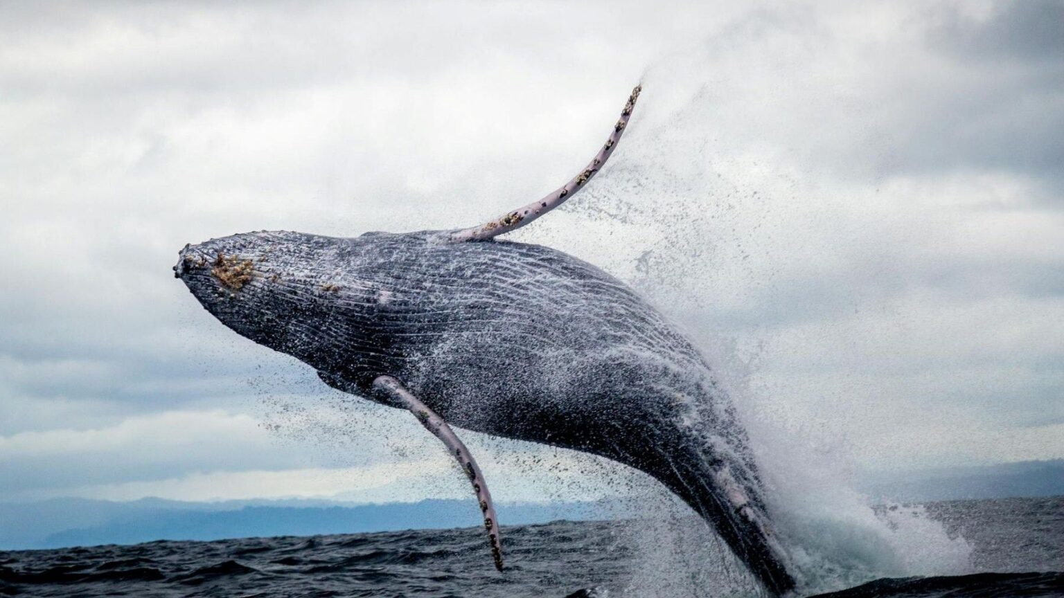 Ballena jorobada viaja 2500 km de la Patagonia a la Antártida y descubre nueva ruta migratoria
