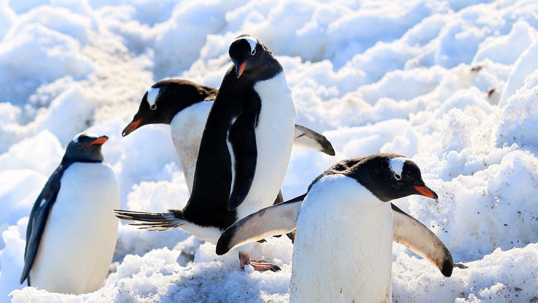 Descubrimiento de una nueva especie de pingüino redefine la evolución antártica