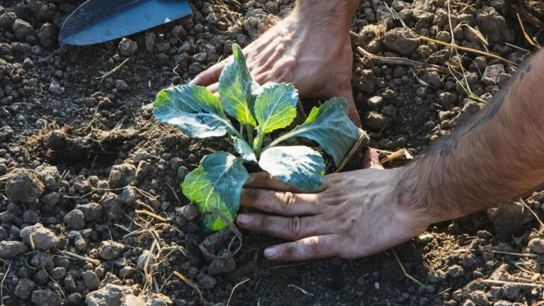 Agricultura ecológica sostenible: la solución ante la crisis energética