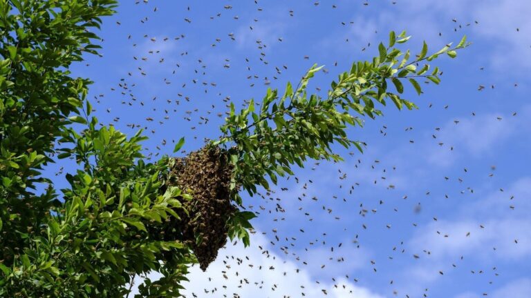 La pérdida de abejas pone en riesgo el 75% de los alimentos del mundo