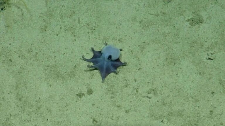 Descubren pulpo azul de Galápagos a 1.768 metros de profundidad, sorprendiendo a la ciencia