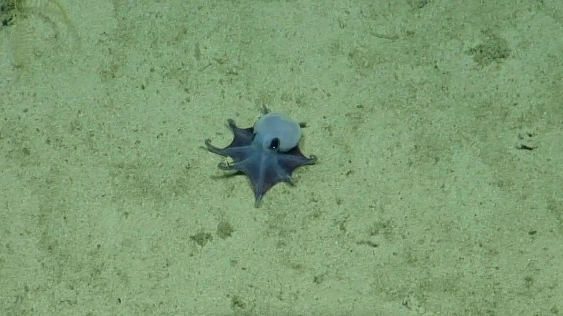 Descubren pulpo azul de Galápagos a 1.768 metros de profundidad, sorprendiendo a la ciencia