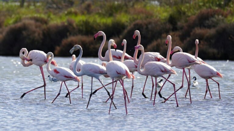 alerta por agresiones a la naturaleza en europa según las directivas de aves y hábitats