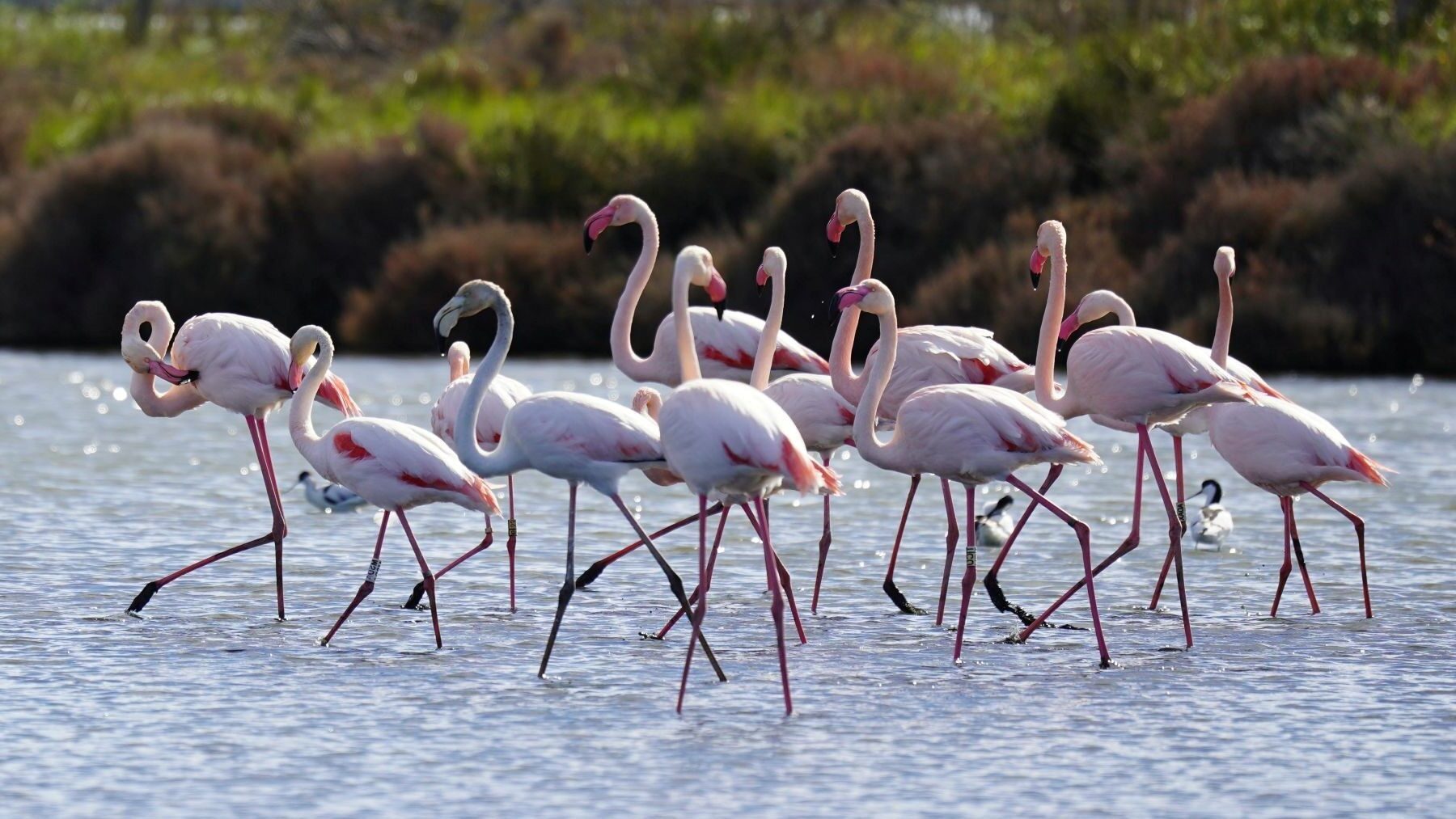 alerta por agresiones a la naturaleza en europa según las directivas de aves y hábitats