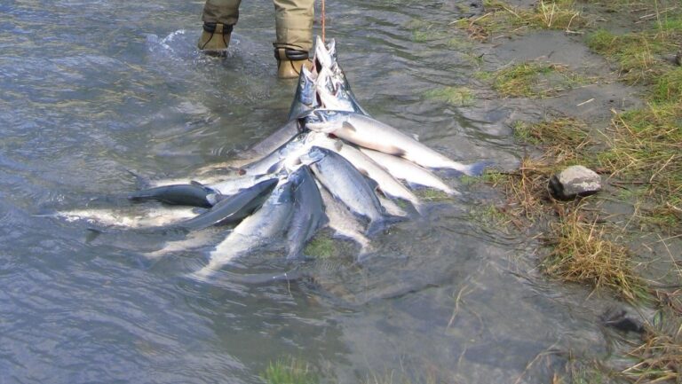 Organizaciones ecologistas impugnan el torneo de pesca de salmón en el Ulla por el bajón de la