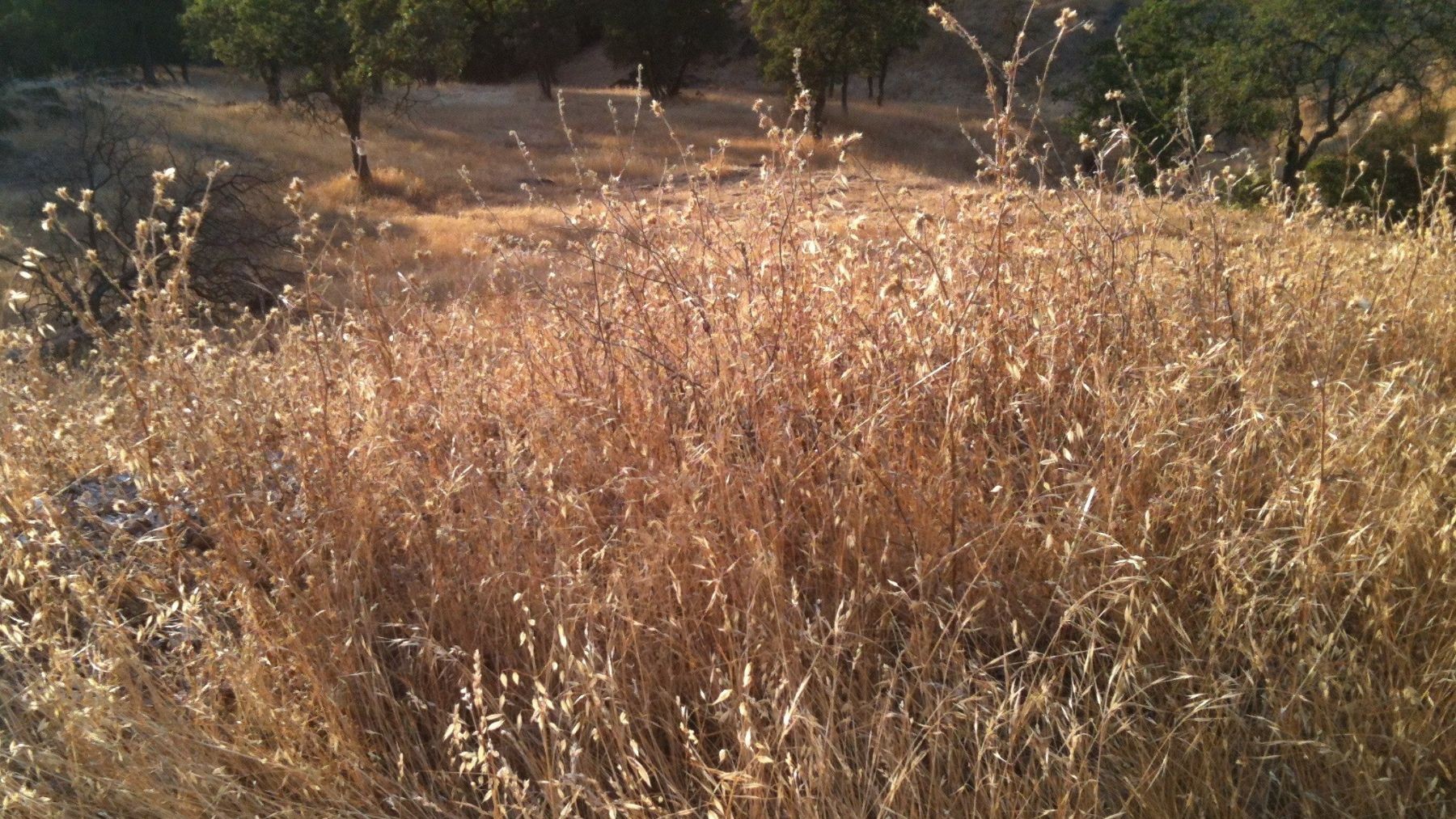 Andalucía inicia la temporada de incendios con alto riesgo por la acumulación de vegetación seca