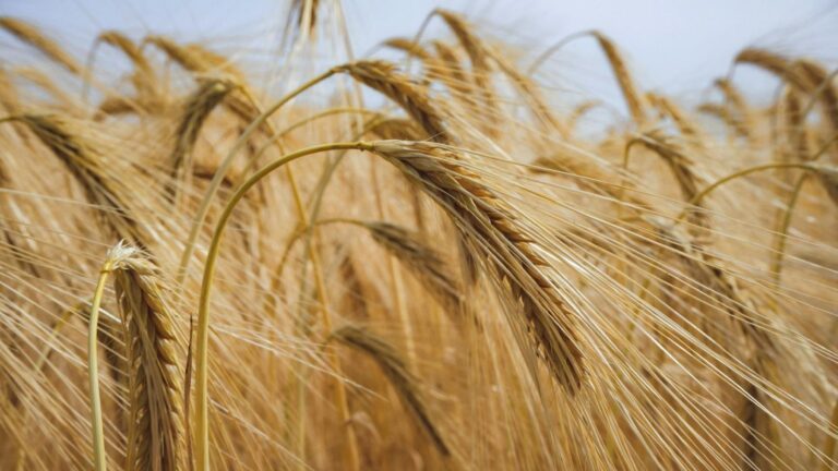 Innovaciones en fertilizantes para cereales: bacterias y tecnología satelital transforman la