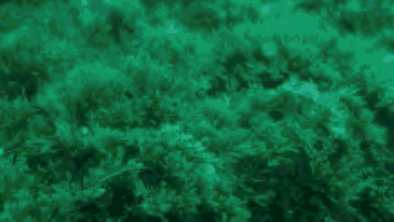 La Junta declara emergencia por la invasión de algas en la costa de Andalucía