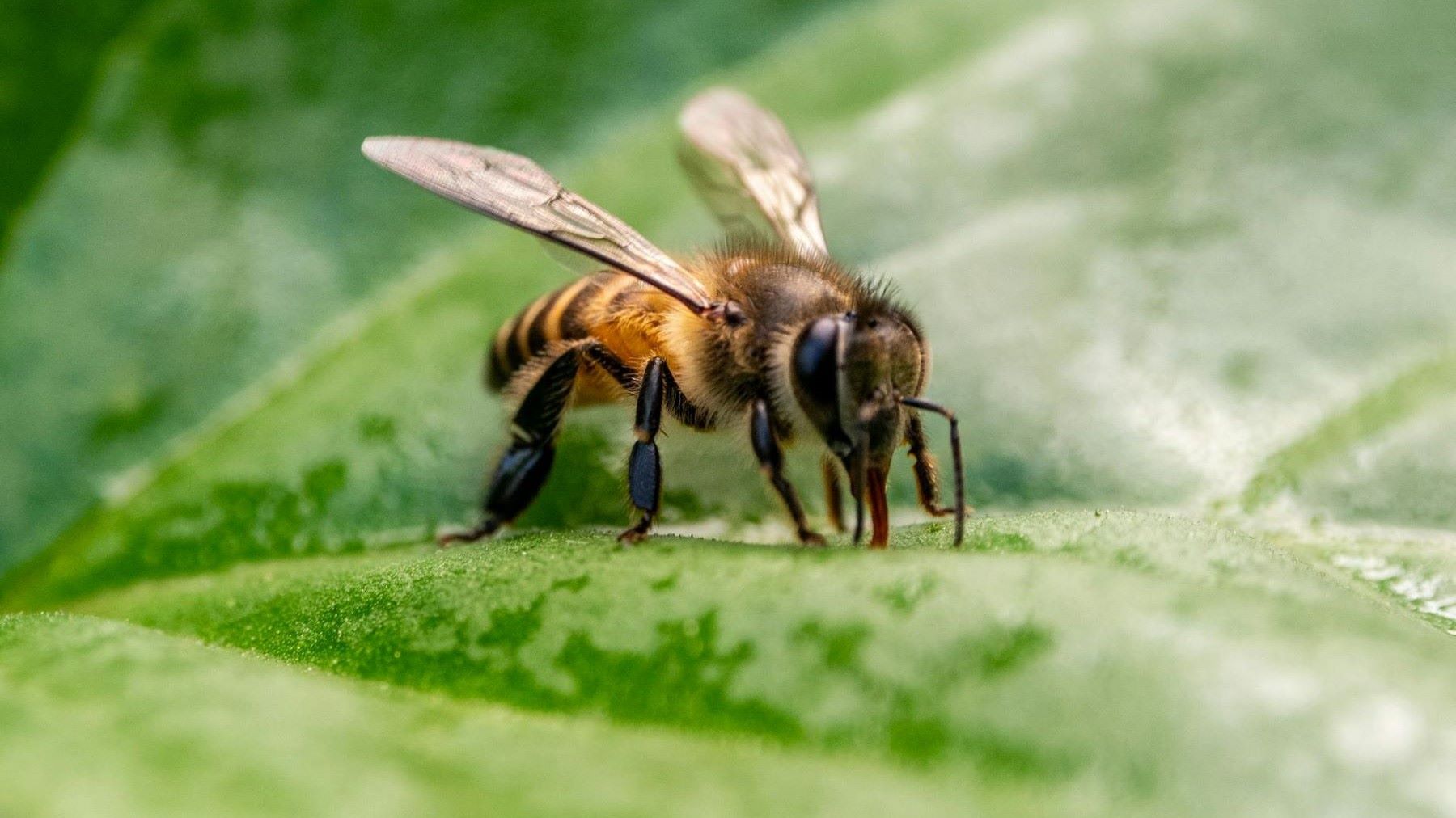 Equipo español reconocido con el Golden Bee Award por proteger a las abejas de especies invasoras