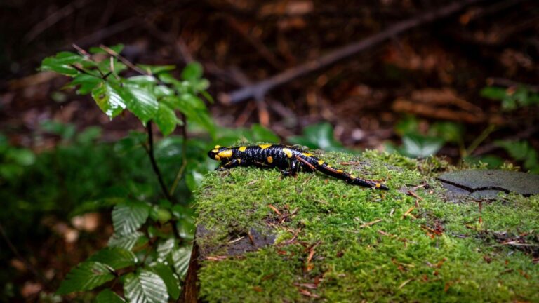 la salamandra biofluorescente deslumbran a los científicos con su brillo turquesa en la oscuridad