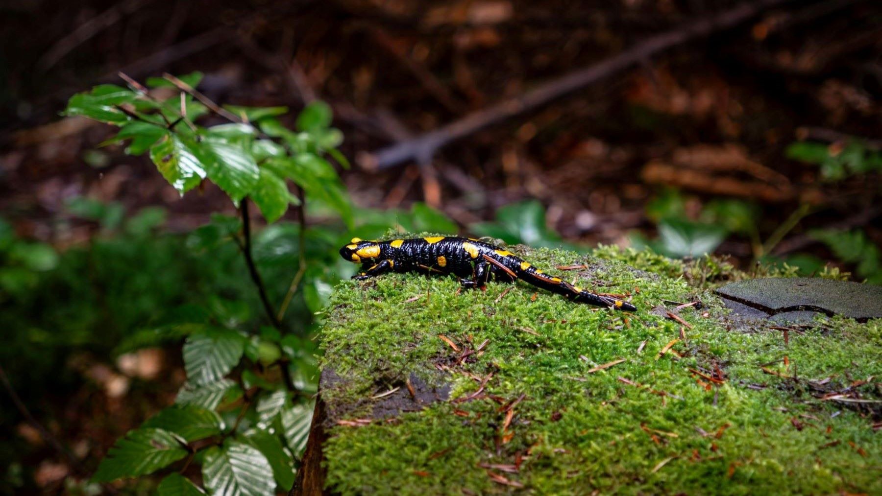 la salamandra biofluorescente deslumbran a los científicos con su brillo turquesa en la oscuridad