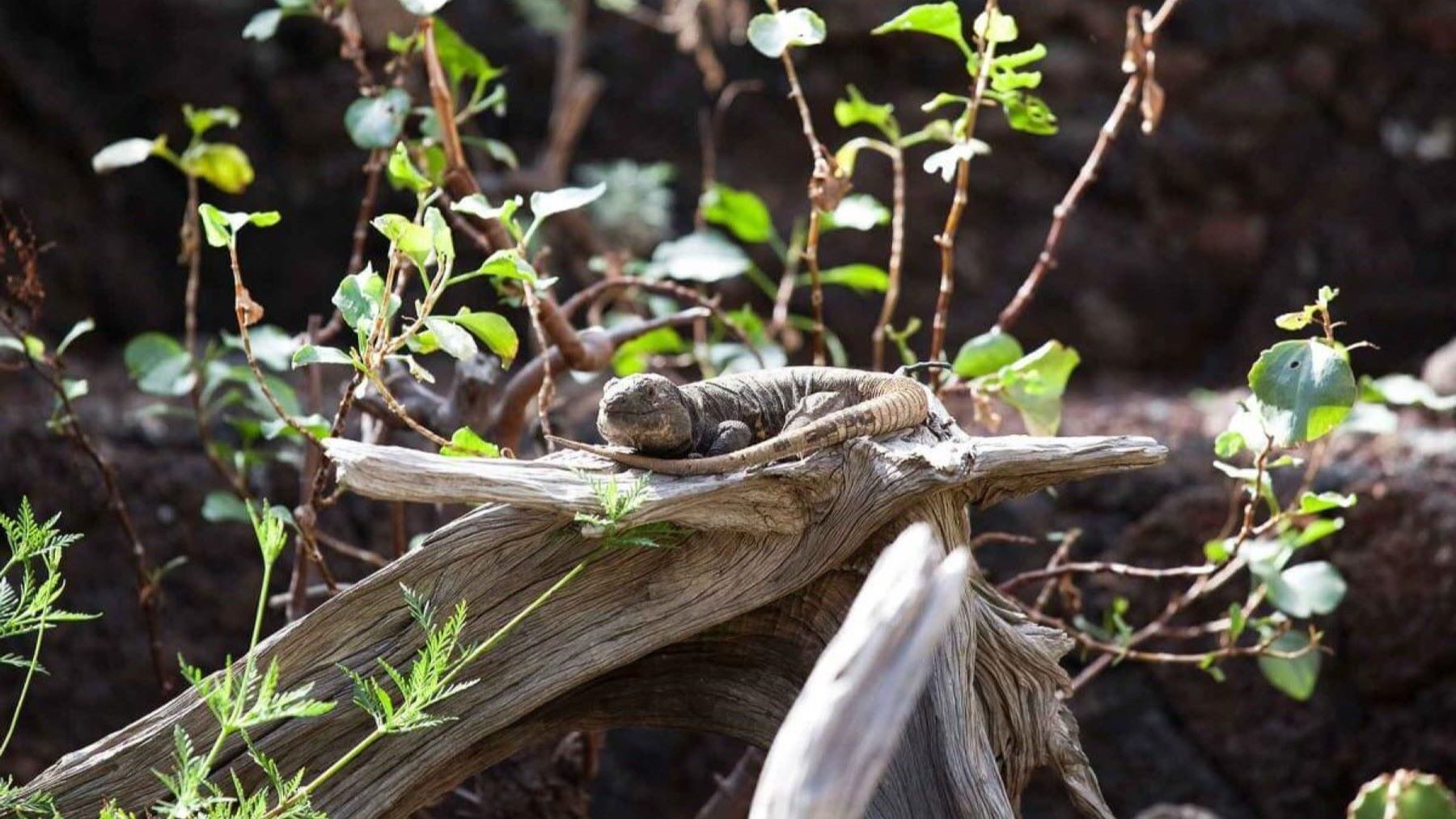 El lagarto gigante de El Hierro comienza una nueva etapa con un ambicioso plan de conservación