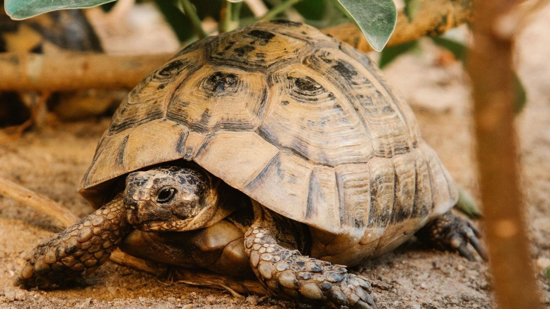 Día Mundial de la Tortuga 2026: desafíos, datos interesantes y formas de conservación