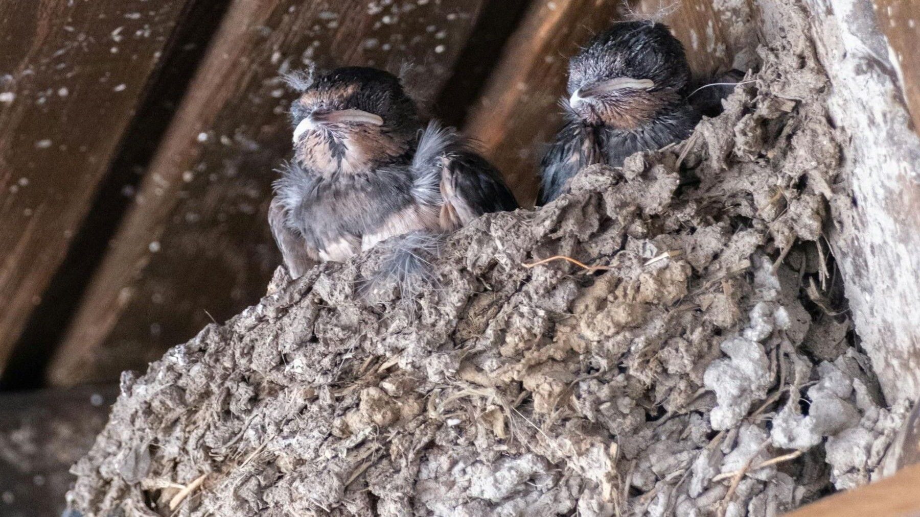 Destrucción de nidos de aves pone en riesgo colonias protegidas en ciudades españolas