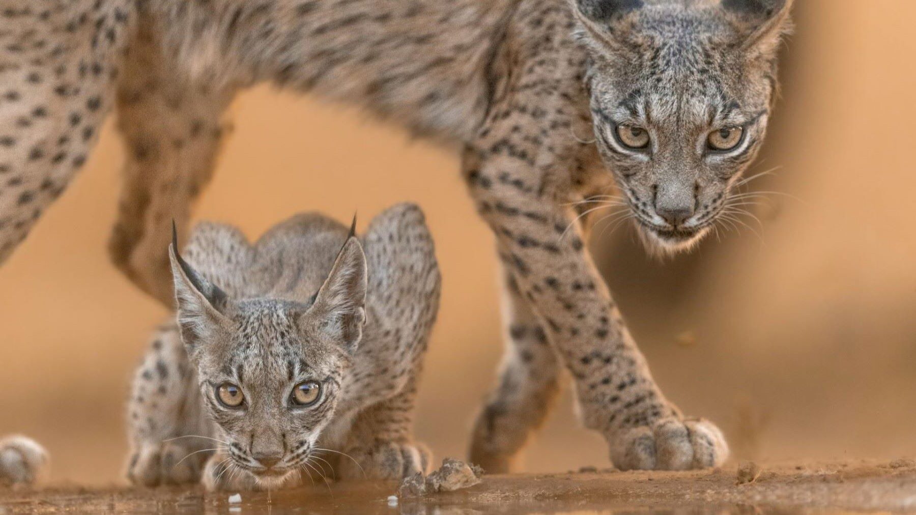 Cría del lince ibérico en 2026 alcanza 31 cachorros nuevos