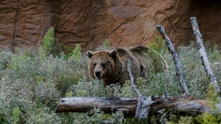 Osos en los bosques de Oviedo: aumento de su presencia por las colmenas