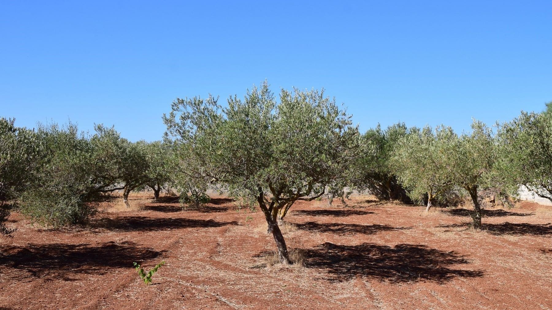 La agrivoltaica en el olivar andaluz potencia la energía solar sin impactar la producción en Jaén