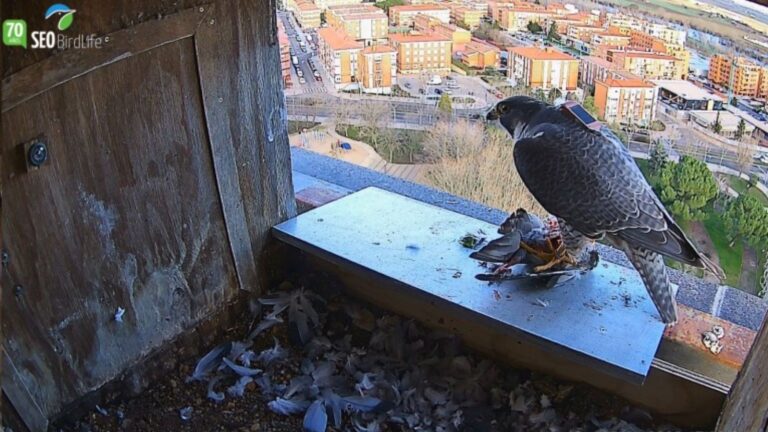 Halcón peregrino en Zamora: seguimiento de las tres crías con GPS