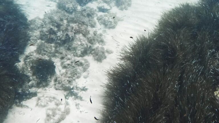 El carbono azul de marismas y praderas marinas reduce millones de toneladas de CO